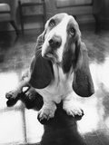 Basset Hound  B/W