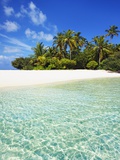 Palm Trees and Beach on South Male Atoll in the Maldives