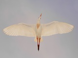 Cattle egret