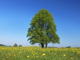 Linden Tree in Meadow of Crowfoot Flowers