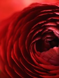 Close-Up of Dark Red Persian Buttercup