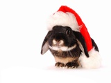Rabbit in a Santa Hat