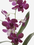 Purple Phalaenopsis orchids