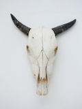 Close-up of a cow skull mounted on the wall