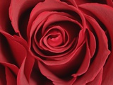 Close-up of a red rose
