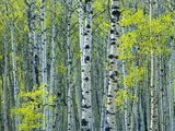 Spring Foliage on Trembling Aspen  Jasper National Park  Alberta  Canada