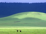 Wildebeest on Grassland in Ngorongoro Crater