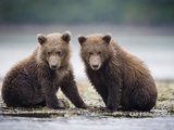 Grizzly Bear Cubs at Geographic Harbor in Katmai National Park