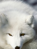 Adult Arctic Fox (Alopex Lagopus) in Winter Pelage  Arctic Canada