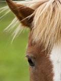 Icelandic horse