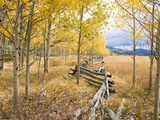 Wooden fence and Aspen forest in autumn