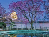Himeji Castle Behind Blooming Cherry Trees at Twilight