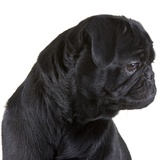 Black Pug