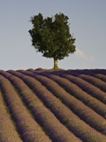 Tree and lavender field