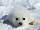 Harp Seal on the Ice in the Gulf of St Lawrence  Maritime Provinces  Canada