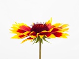 Blanketflower