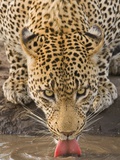 Leopard Drinking  Greater Kruger National Park  South Africa