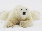 Polar bear lying in snow