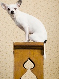Chihuahua on a bench