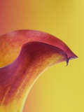 Pink and Yellow Calla Lily