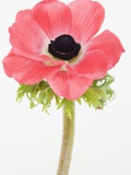 Close up of flower