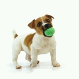 Jack Russell Terrier with Ball