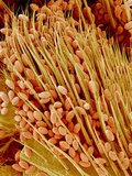 Leg of a bee with pollen