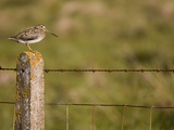 Common snipe perched in fence post