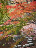 Steppingstones beneath Japanese maple