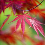 Japanese Maple Leaves