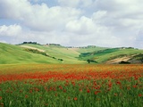 Poppy field in tuscany
