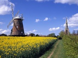 Oilseed Field and Windmill