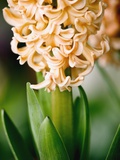 Fragrant Hyacinth