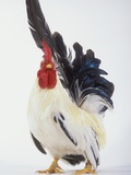 Rooster