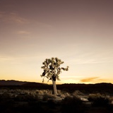 Joshua Tree in Desert