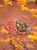 Mistle Thrush Feeding in a Rowan Tree