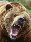 Coastal Grizzly Bear (Ursus Horribilus)  Full Face Snarling  British Columbia  Canada
