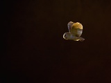 Adult Barn Owl in Flight