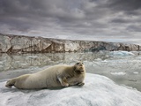 Bearded Seal on Iceberg in the Svalbard Islands