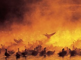 Geese in Sunrise Mist