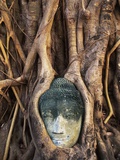 South East Asia  Thailand  Ayuthaya  Wat Mahathat  Buddha Head Entwined in Roots of Banyan Tree