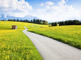 Road through dandelion fields