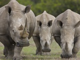 Three White Rhinoceros
