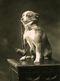 Chihuahua Smoking a Pipe