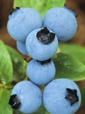 Detail of Ripe Blueberries on Shrubs  a Favorite Food of Birds  Canada