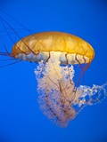 Sea nettle