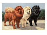 Three chows have fur of different colors
