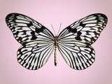 Paper-kite butterfly
