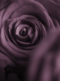 Deep Purple Rose