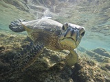 Green sea turtle approaching camera